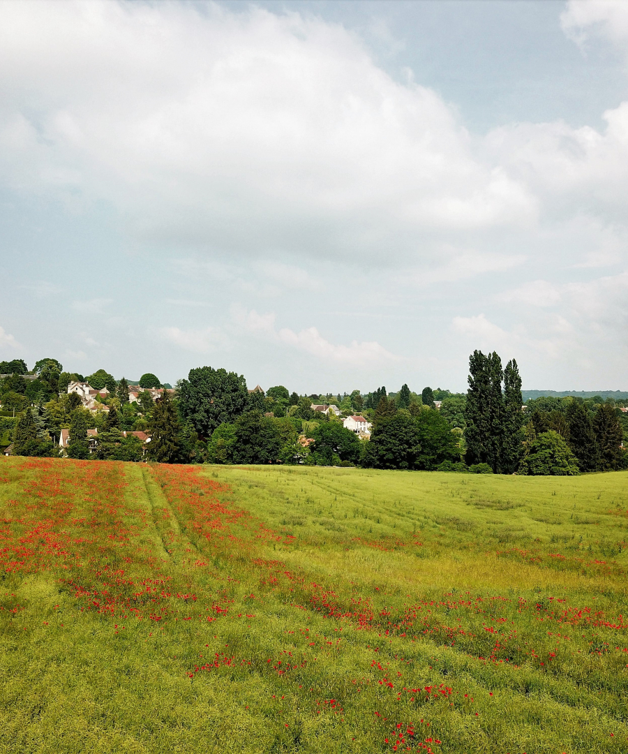 Les coquelicots_01-min