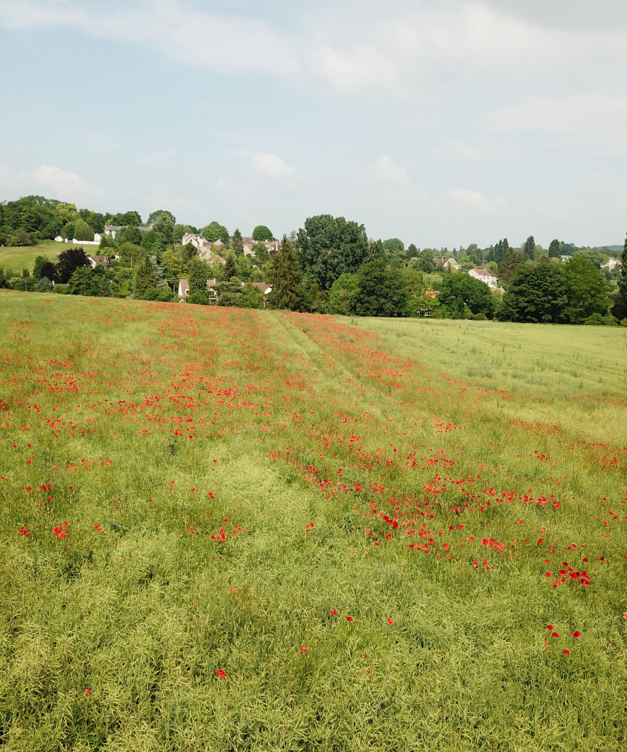 Les coquelicots_03-min