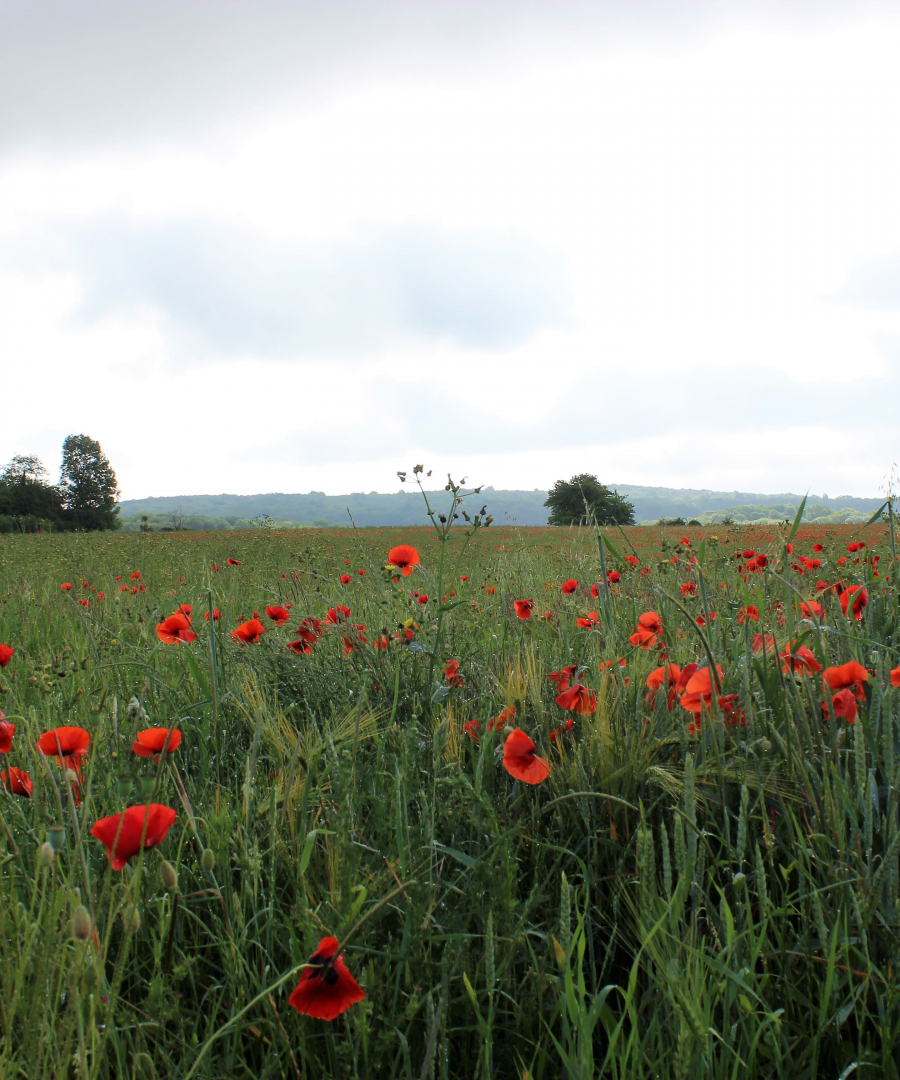 Les coquelicots_04-min