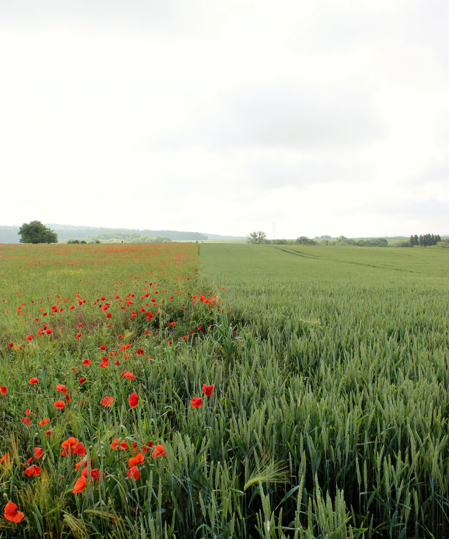 Les coquelicots_05-min