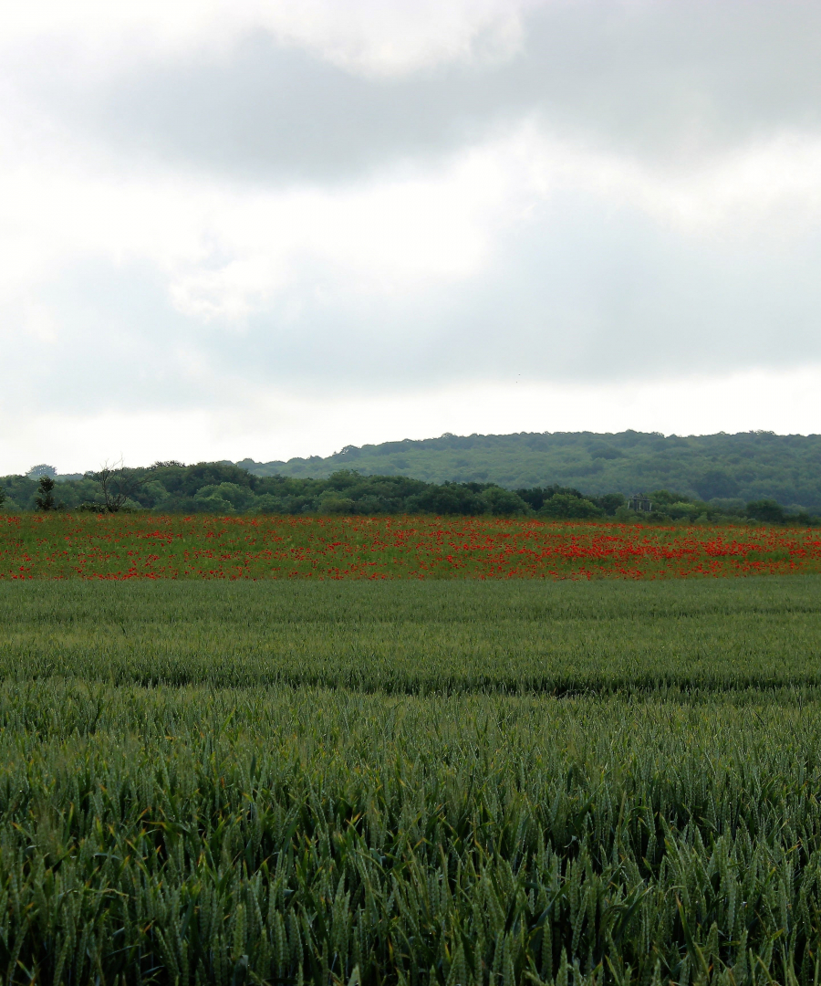 Les coquelicots_06-min