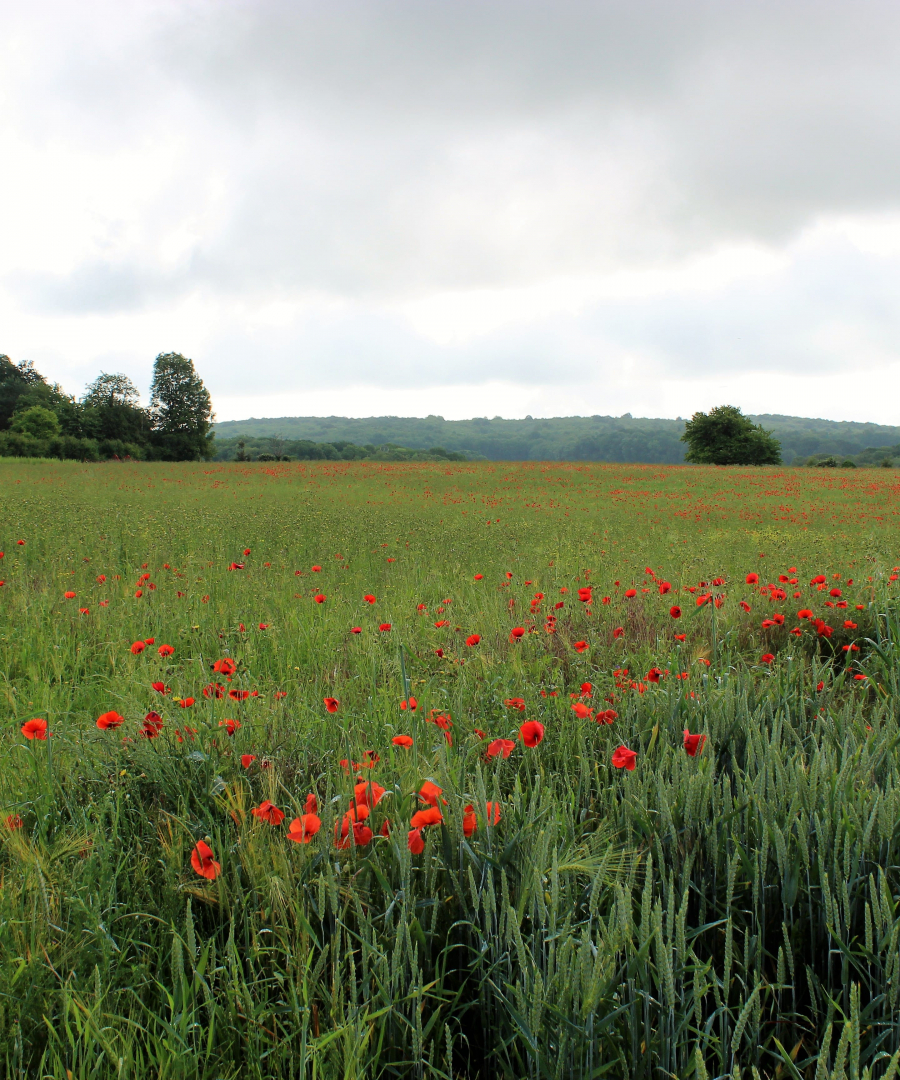 Les coquelicots_07-min