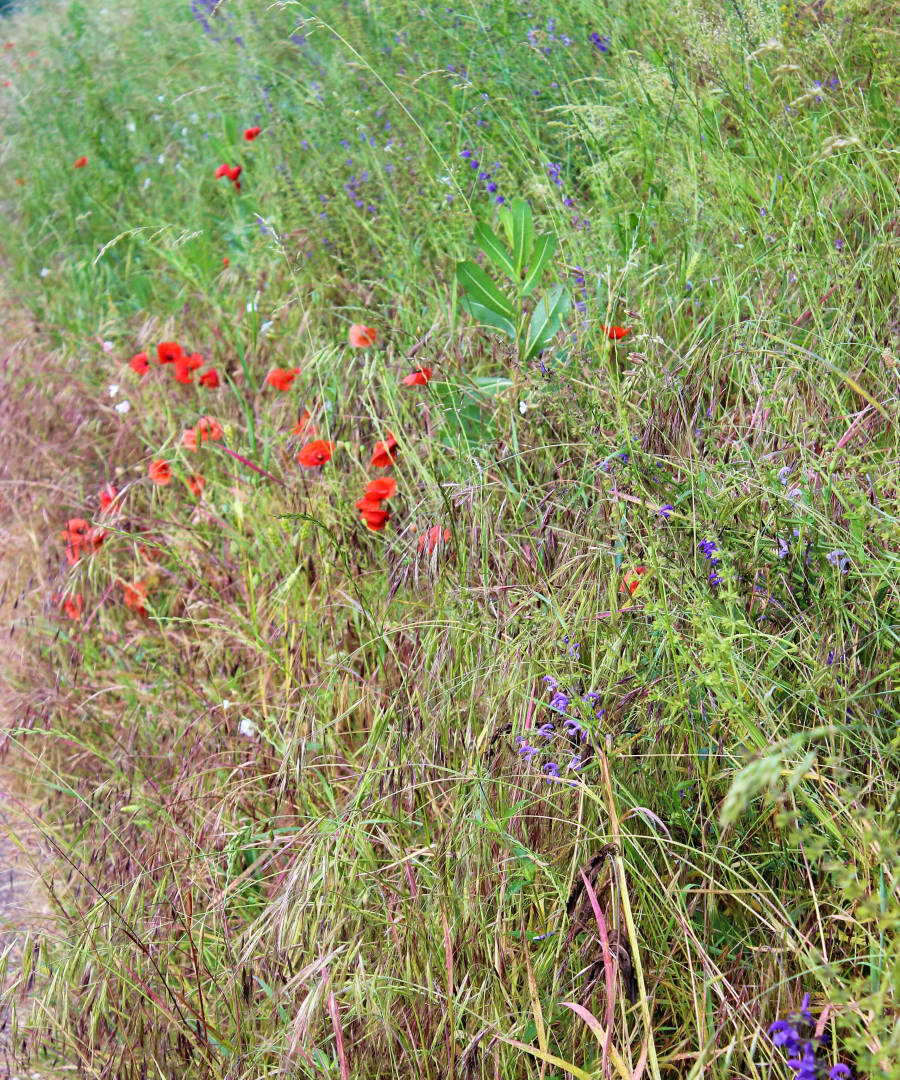 Les coquelicots_09-min