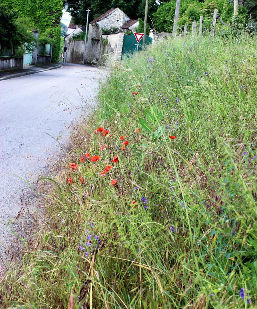 Les coquelicots_10-min