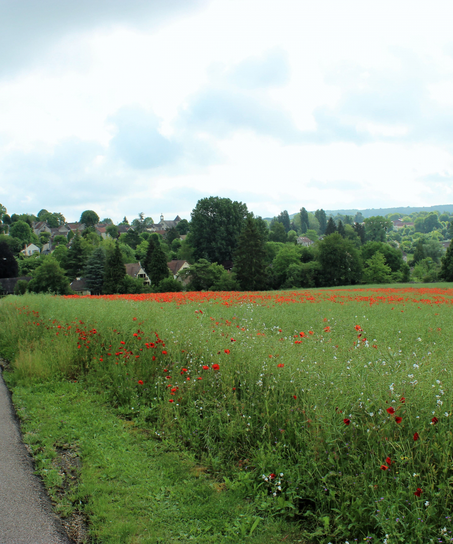 Les coquelicots_11-min