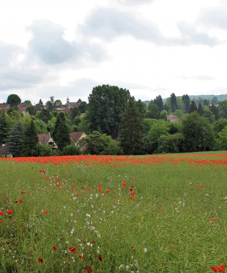 Les coquelicots_12-min