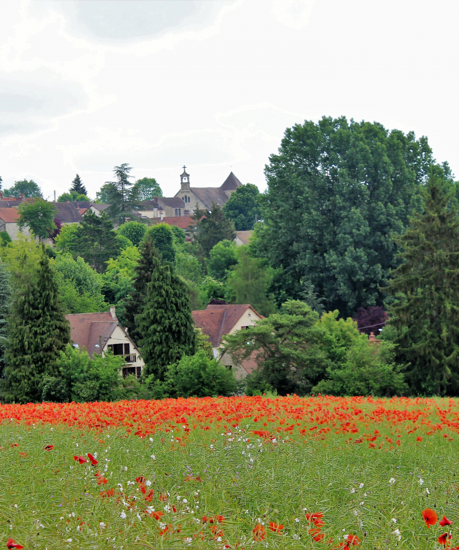 Les coquelicots_13-min