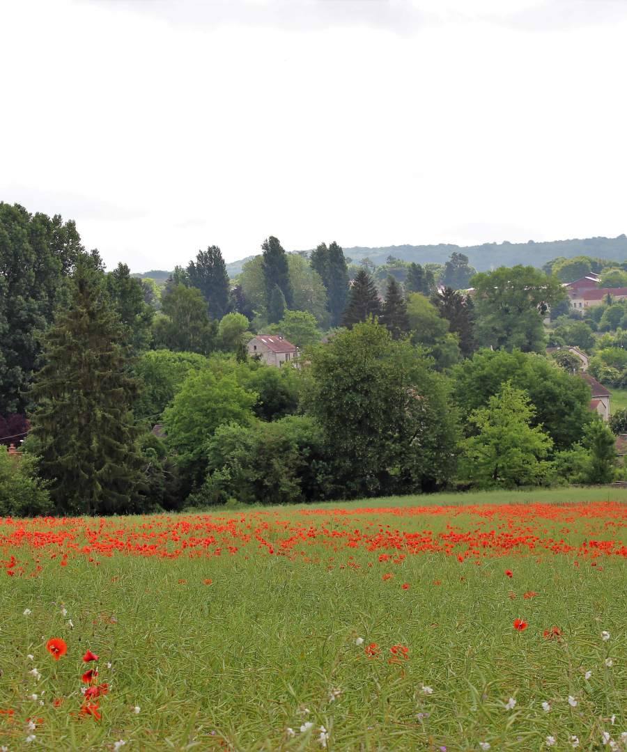 Les coquelicots_14-min