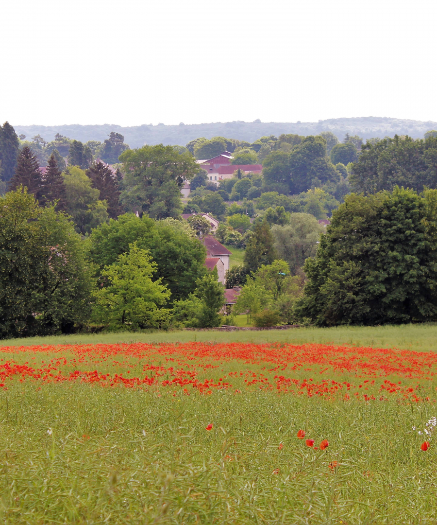 Les coquelicots_15-min