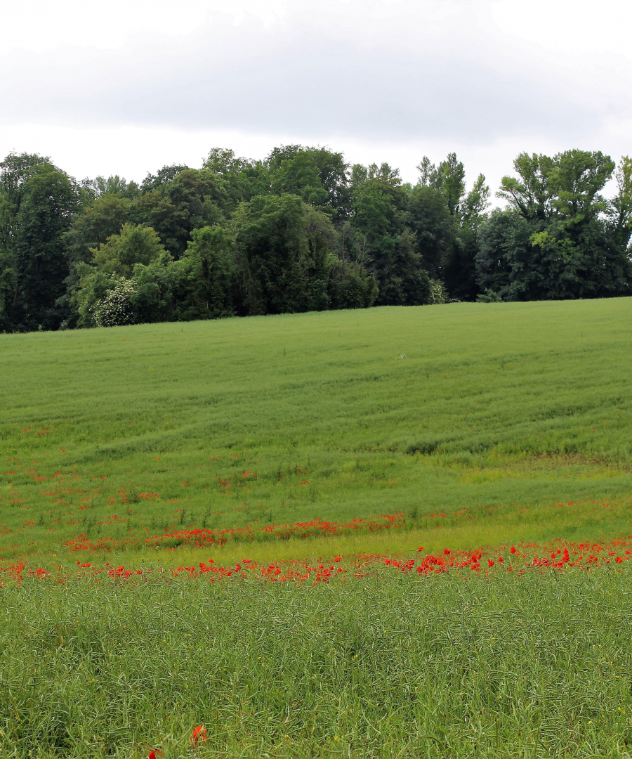 Les coquelicots_16-min