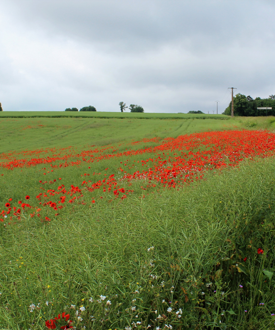 Les coquelicots_17-min