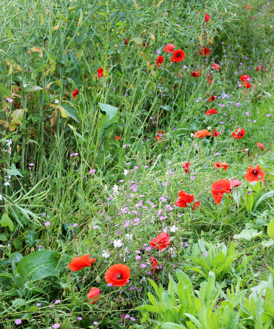 Les coquelicots_18-min